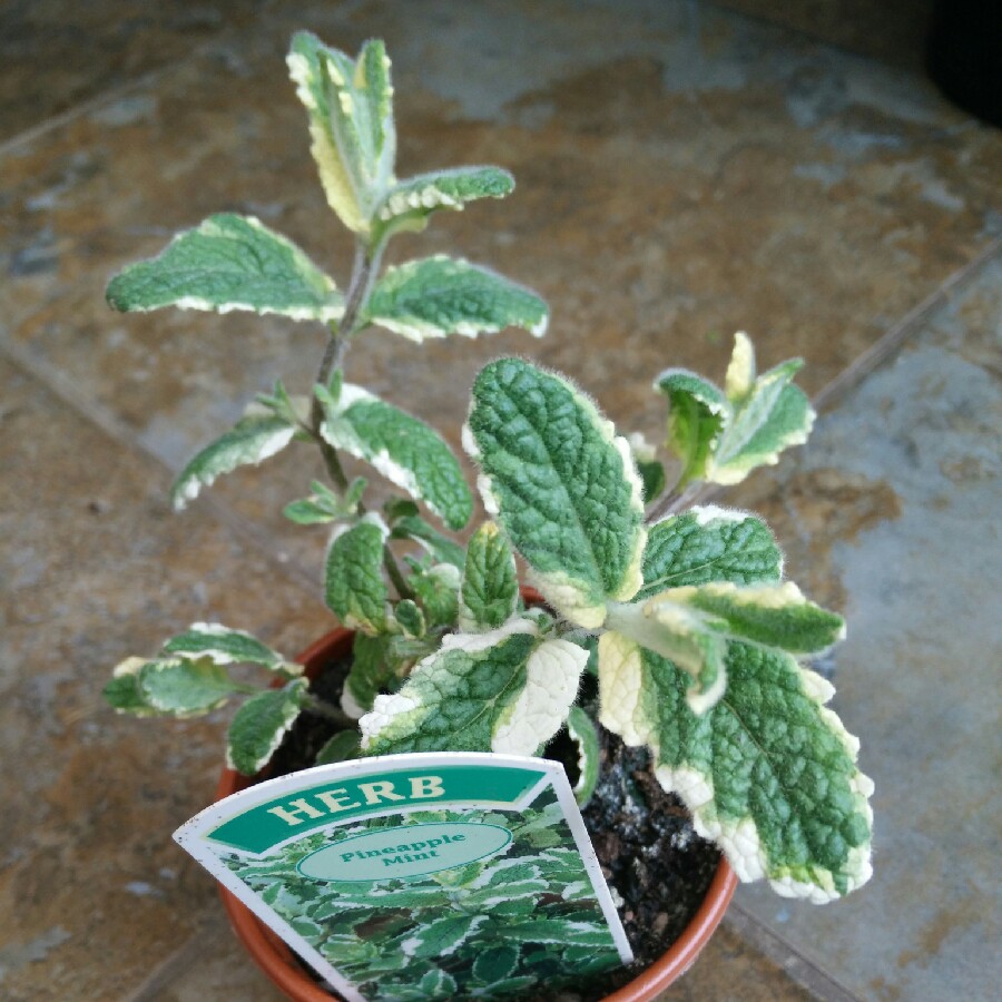 Pineapple Mint in the GardenTags plant encyclopedia