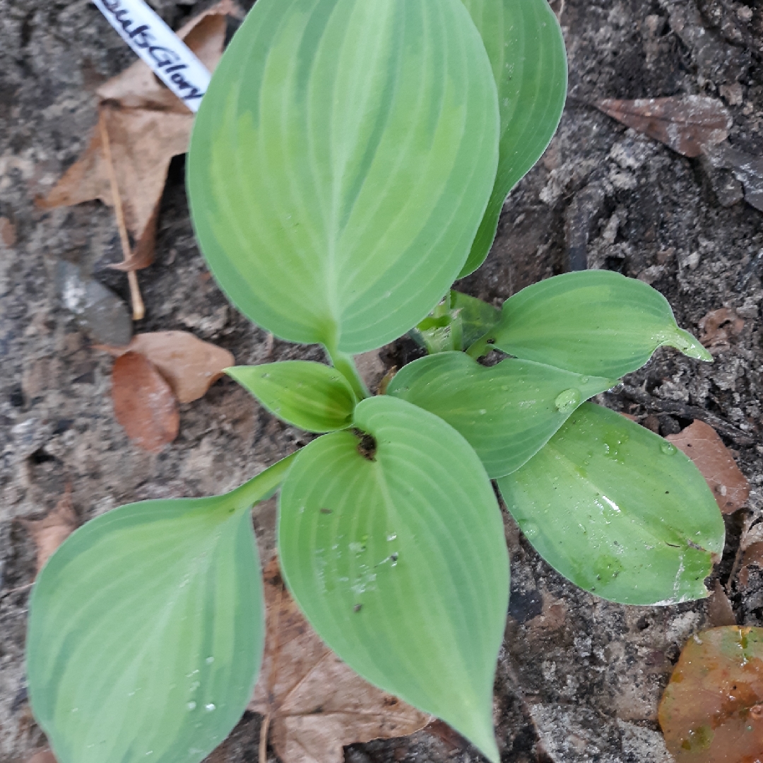 Plantain Lily Pauls Glory in the GardenTags plant encyclopedia