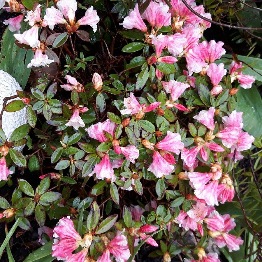 Rhododendron Wee Bee in the GardenTags plant encyclopedia