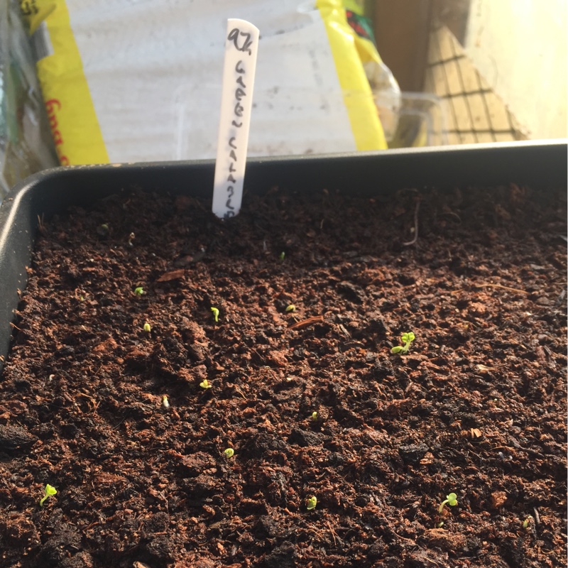 Broccoli Calabrese in the GardenTags plant encyclopedia