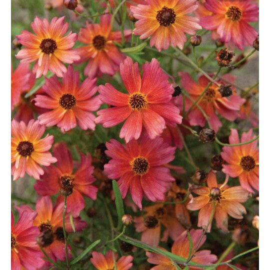 Coreopsis rosea 'Tahitian Sunset', Tickseed 'Tahitian Sunset' in ...