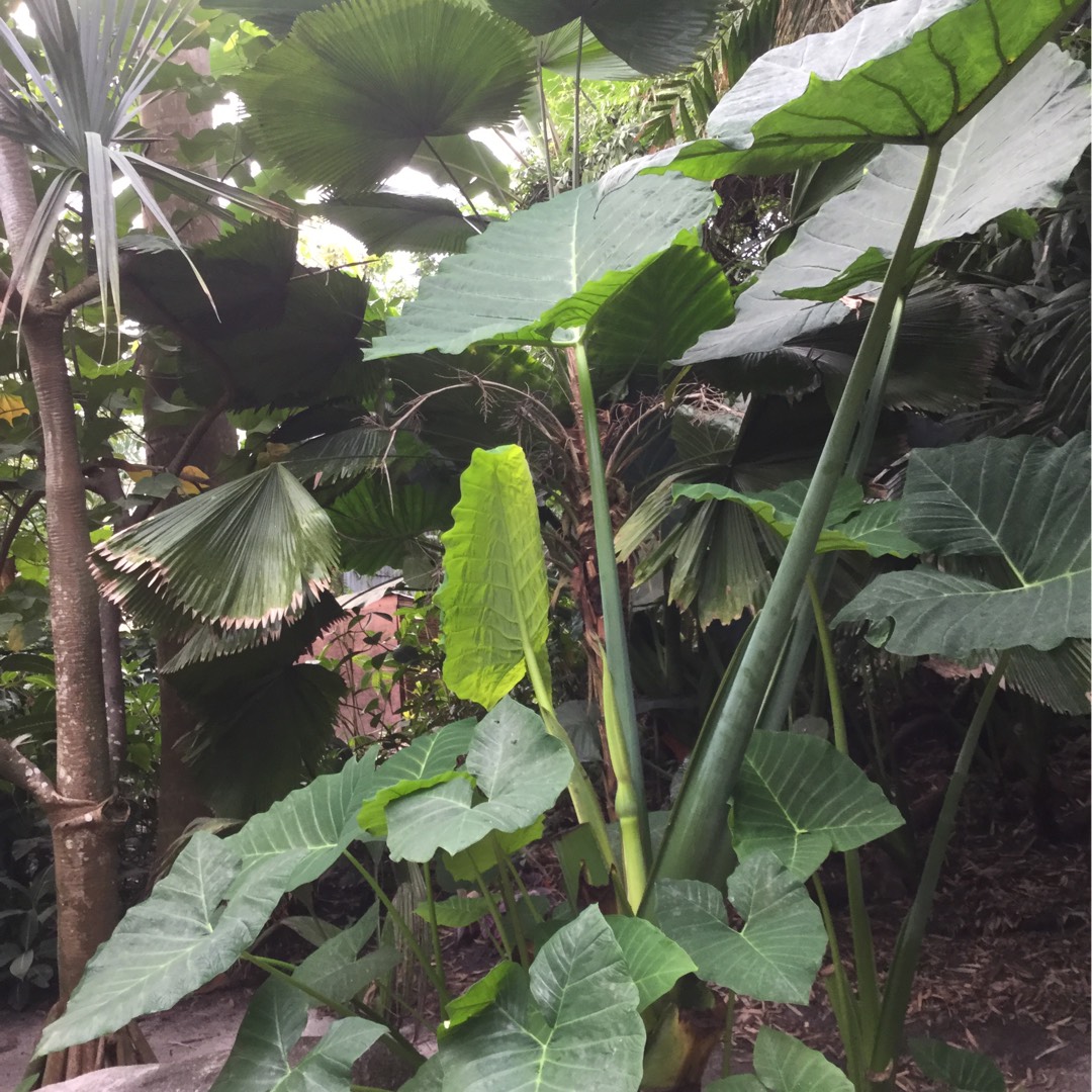 Giant Taro in the GardenTags plant encyclopedia