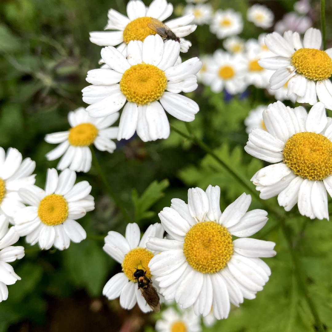 Feverfew Flore Pleno in the GardenTags plant encyclopedia