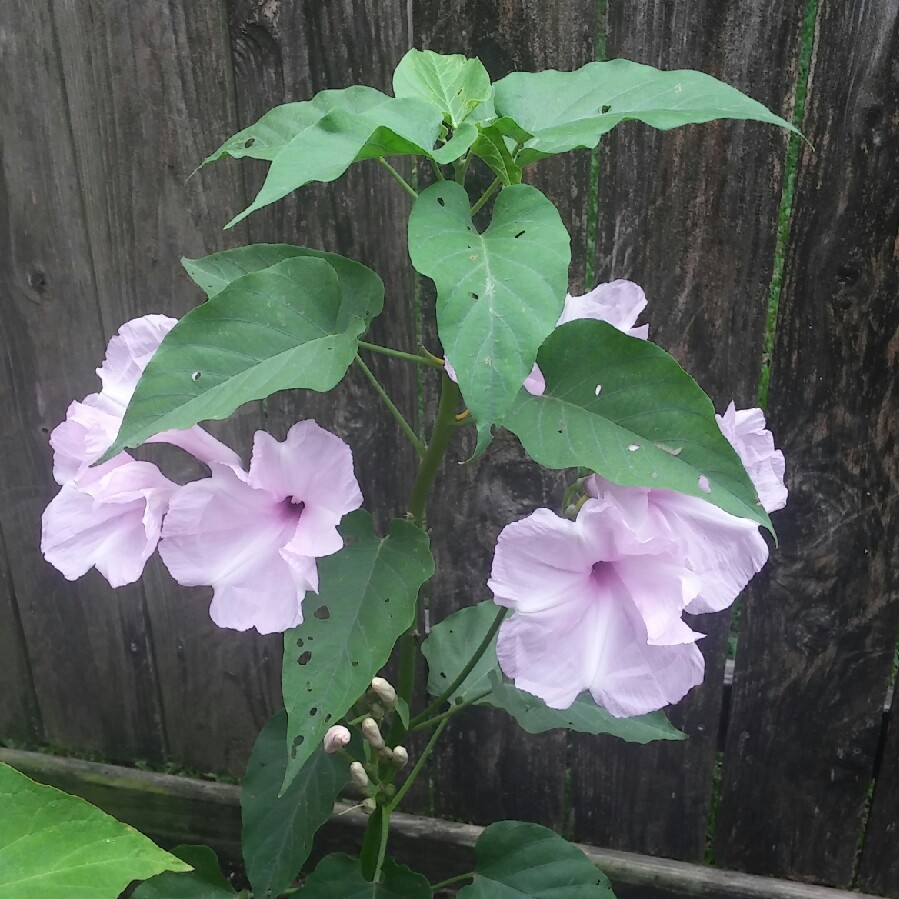 Bush Morning Glory in the GardenTags plant encyclopedia