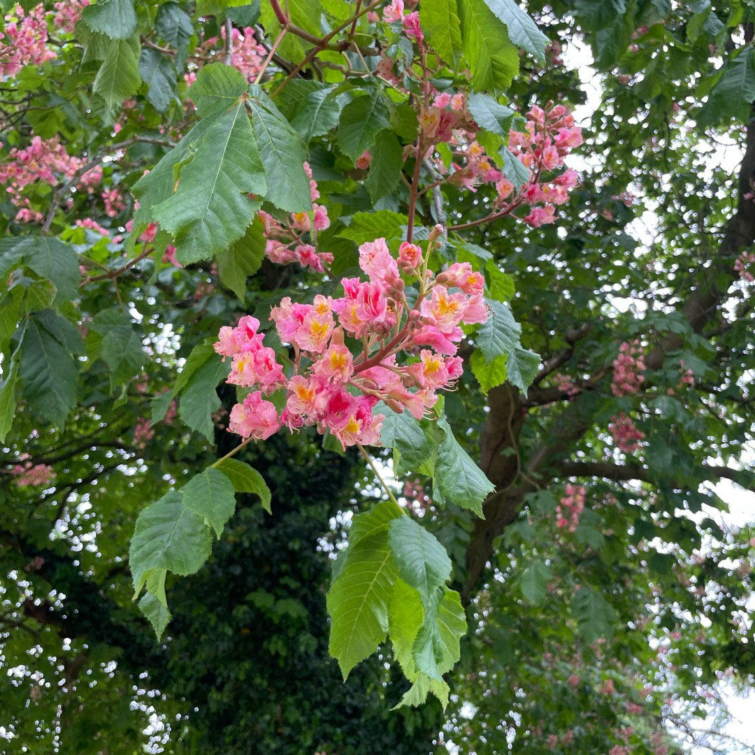 Red Flowering Horse Chestnut in the GardenTags plant encyclopedia