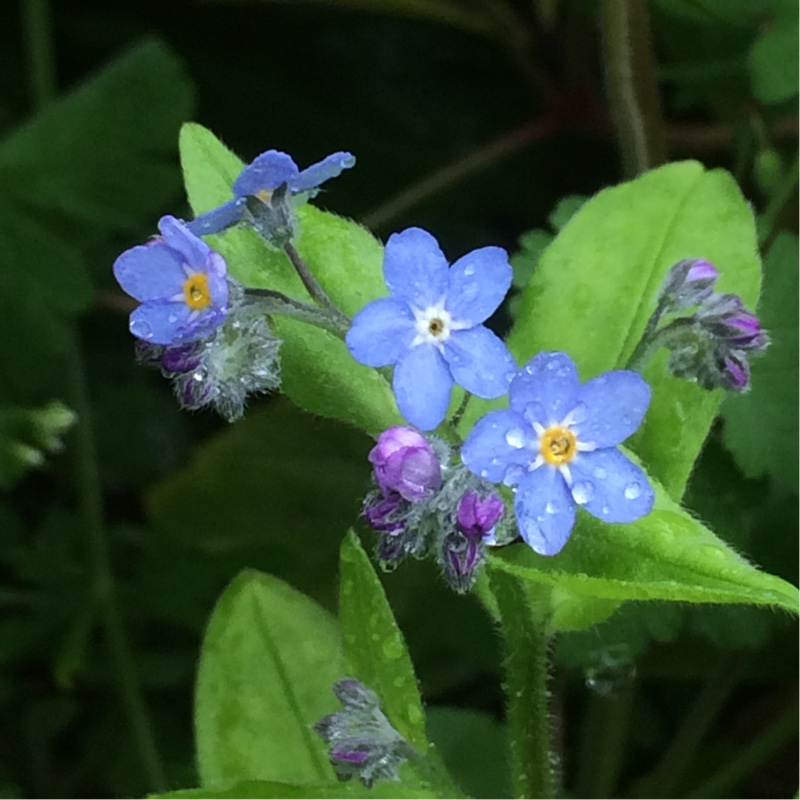 Forget-me-not Victoria Blue in the GardenTags plant encyclopedia