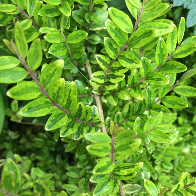 Box Honeysuckle Lemon Beauty in the GardenTags plant encyclopedia