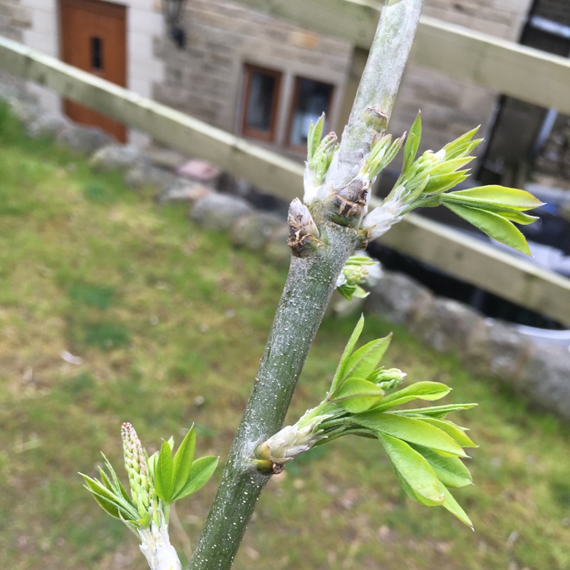 Vosss Laburnum Vossii in the GardenTags plant encyclopedia