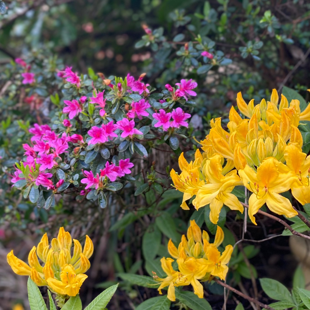 Yellow Azalea in the GardenTags plant encyclopedia