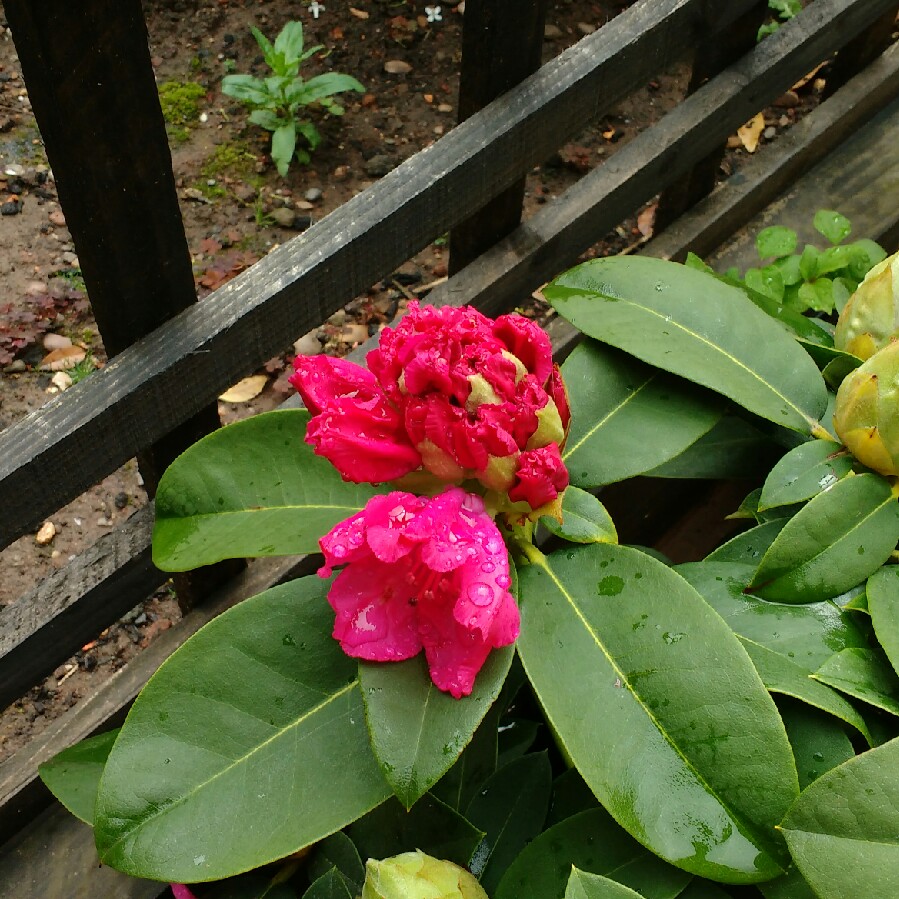 Rhododendron Germania in the GardenTags plant encyclopedia