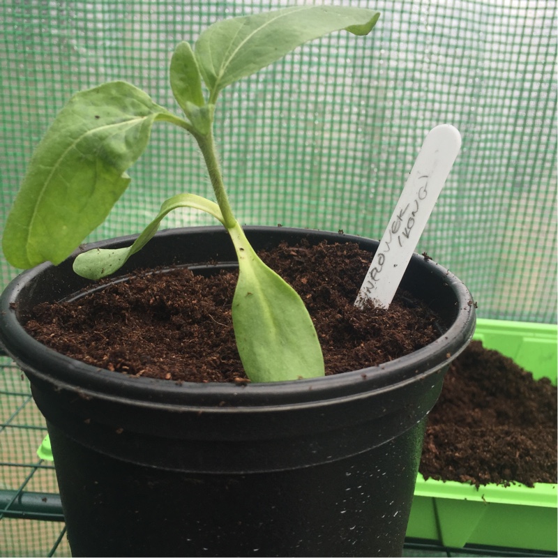 Sunflower Kong in the GardenTags plant encyclopedia