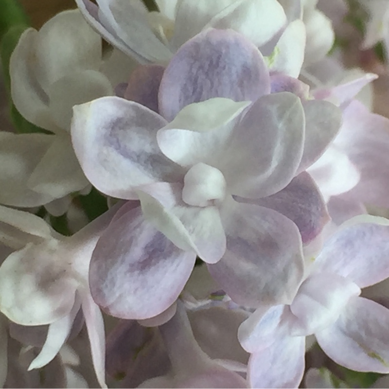 Lilac Katherine Havemeyer in the GardenTags plant encyclopedia