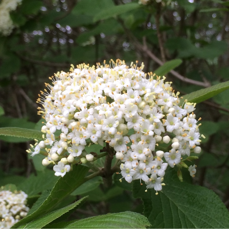 Wayfaring Tree in the GardenTags plant encyclopedia