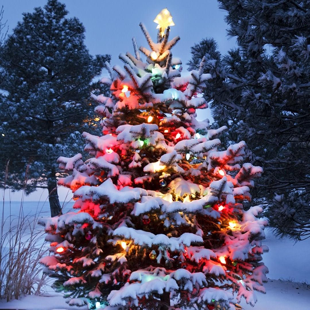 Various, Christmas Tree in GardenTags plant encyclopedia