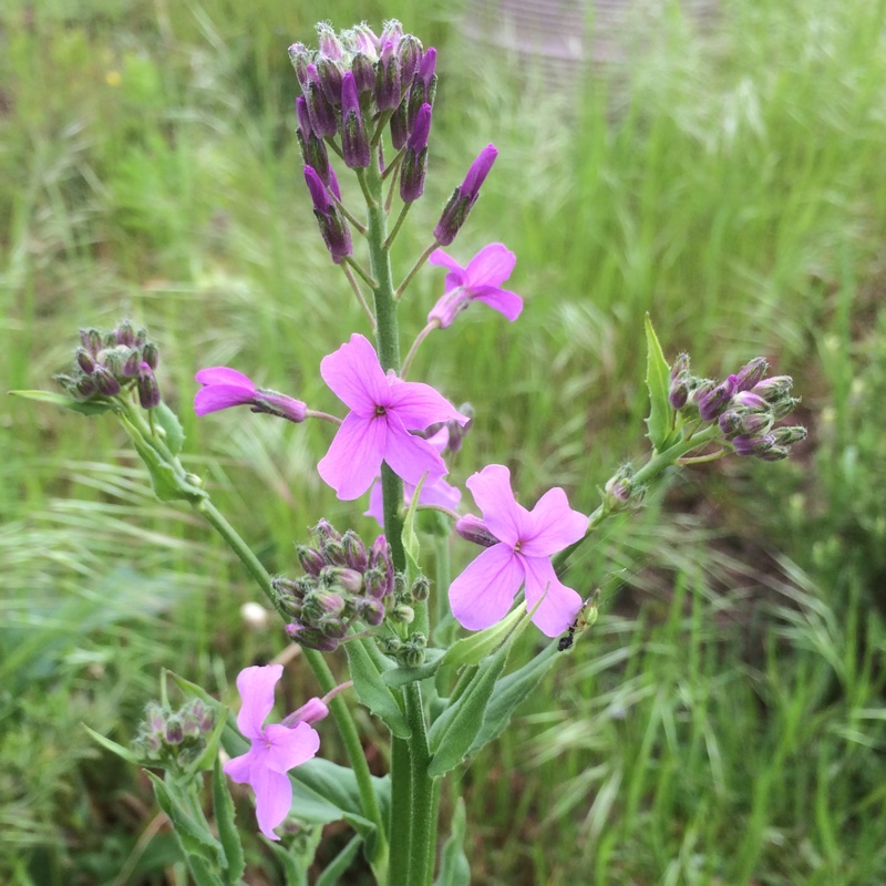 Dames Violet Crown Mixed in the GardenTags plant encyclopedia