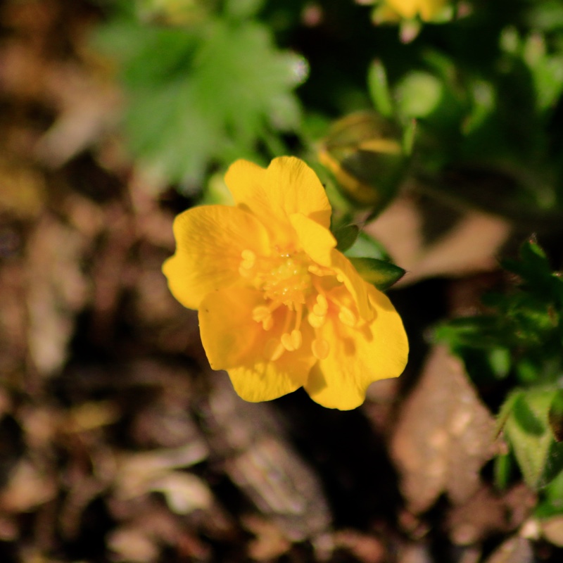 Alpine Cinquefoil Nana in the GardenTags plant encyclopedia