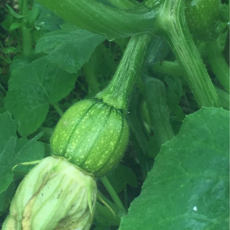 Pumpkin Becky F1 in the GardenTags plant encyclopedia