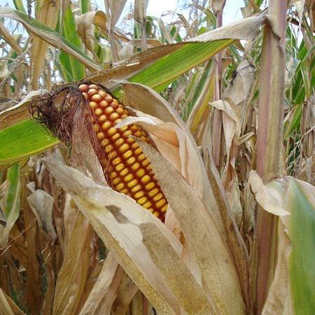 Sweet Corn Incredible F1 in the GardenTags plant encyclopedia