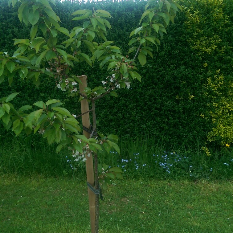 Sweet Cherry Tree Vega in the GardenTags plant encyclopedia