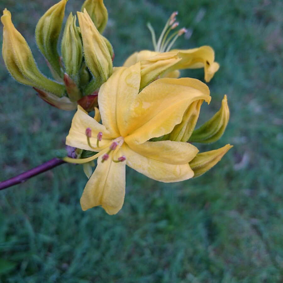 Azalea Molly Miller in the GardenTags plant encyclopedia