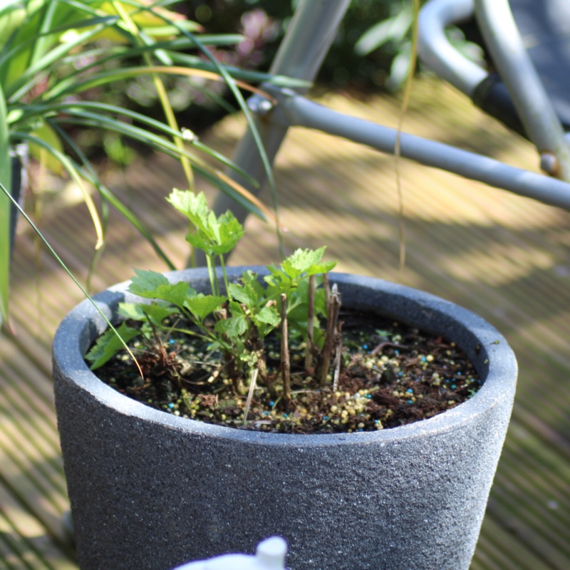 Clematis New Love in the GardenTags plant encyclopedia