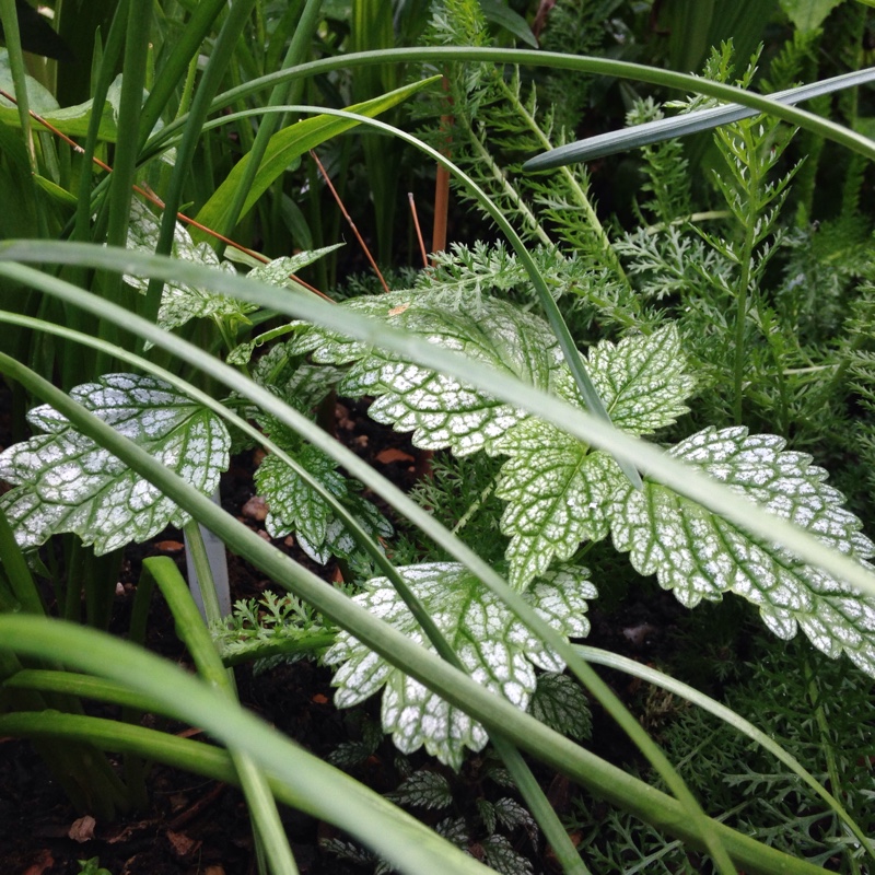 Yellow Archangel Hermans Pride in the GardenTags plant encyclopedia