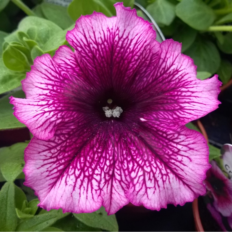 Trailing Petunia Fanfare Creme de Cassis in the GardenTags plant encyclopedia