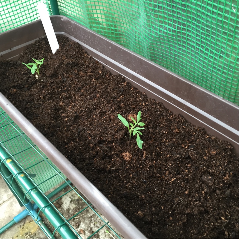 Tomato Supersweet 100 (Cherry Tomato) in the GardenTags plant encyclopedia