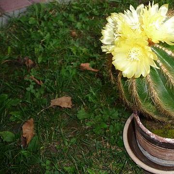 Ball Cactus in the GardenTags plant encyclopedia