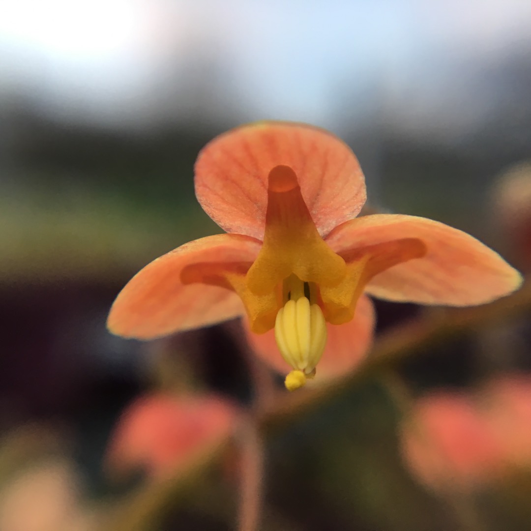 Barenwort Orangekonigin in the GardenTags plant encyclopedia