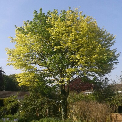 Norway Maple in the GardenTags plant encyclopedia