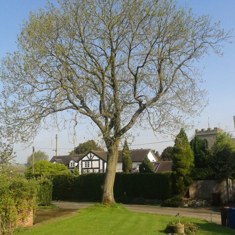 European Ash in the GardenTags plant encyclopedia