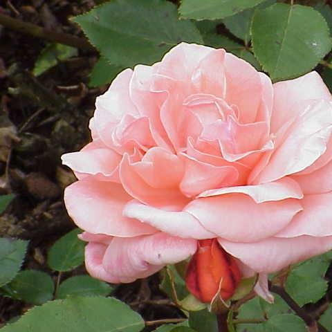 Rose Blessings in the GardenTags plant encyclopedia