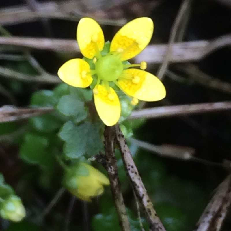 Celandine Saxifrage in the GardenTags plant encyclopedia