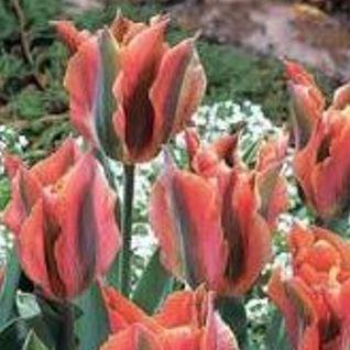 Tulip Artist (Viridiflora) in the GardenTags plant encyclopedia