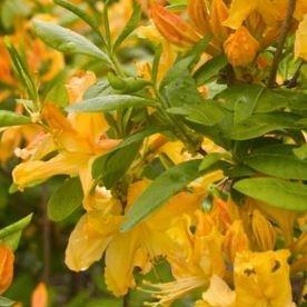 Azalea Mollis in the GardenTags plant encyclopedia