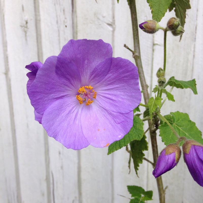 Chilean Tree Mallow in the GardenTags plant encyclopedia