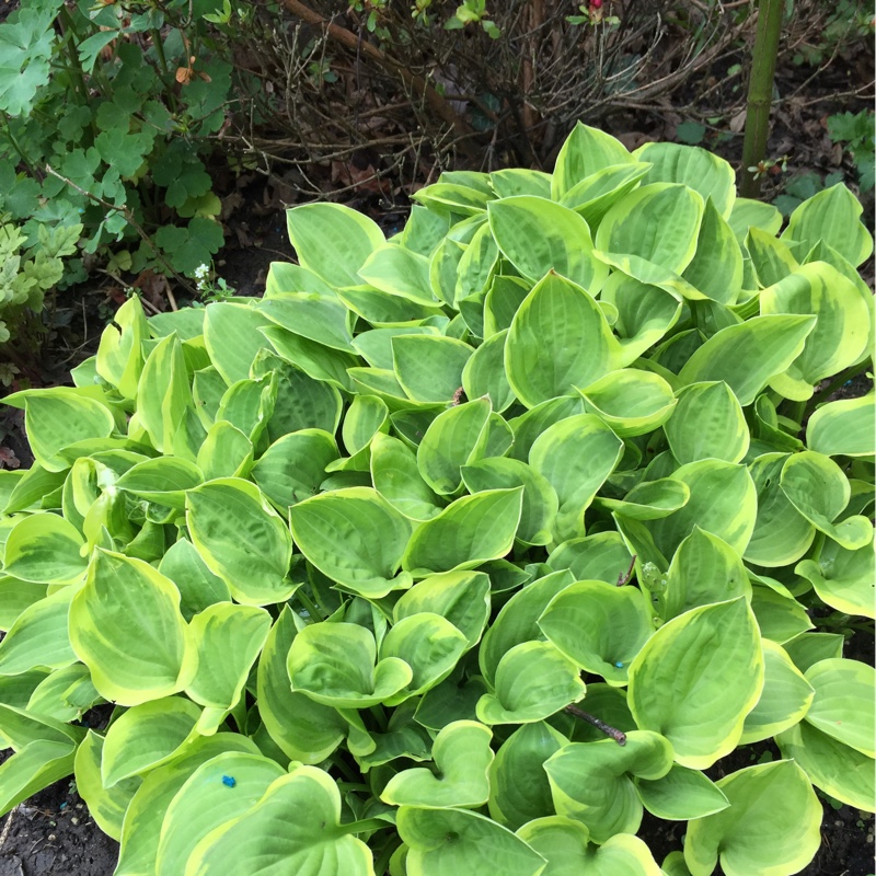 Plantain Lily (Species) Gold Edged Plantain Lily in the GardenTags plant encyclopedia