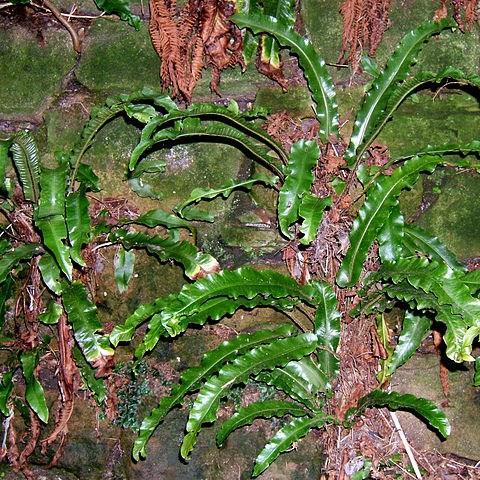 Harts tongue fern in the GardenTags plant encyclopedia