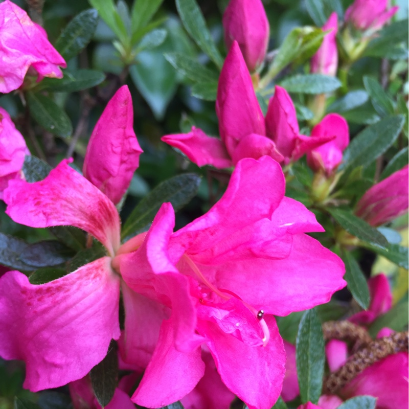 Azalea Rosa King in the GardenTags plant encyclopedia