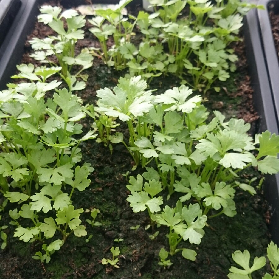 Celeriac in the GardenTags plant encyclopedia