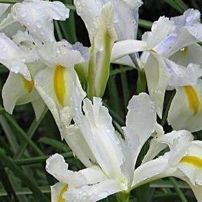 Dutch Iris White Wedgewood in the GardenTags plant encyclopedia