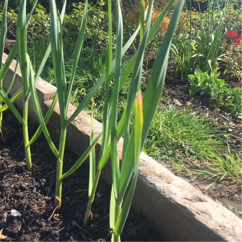 Garlic (Hardneck) Carcassonne Wight in the GardenTags plant encyclopedia