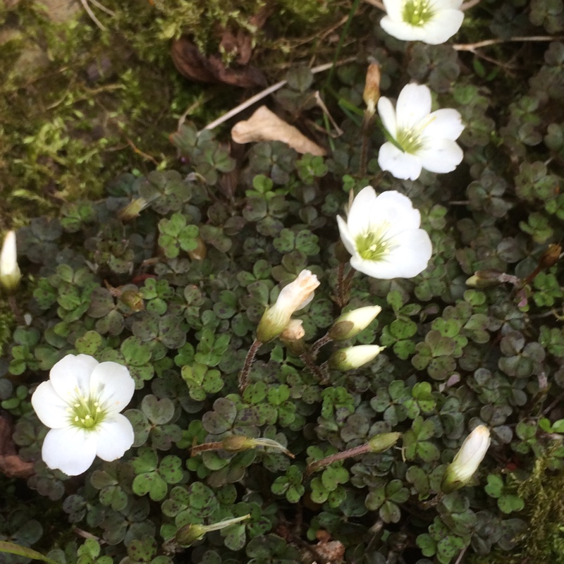 Snowdrop Wood Sorrel in the GardenTags plant encyclopedia