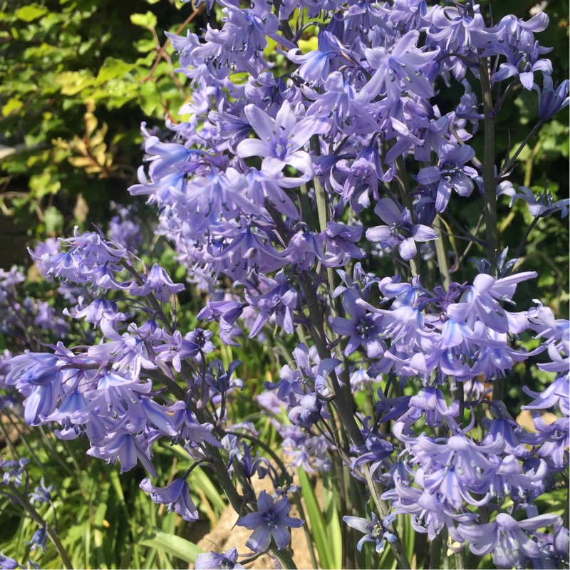 Spanish Bluebell in the GardenTags plant encyclopedia