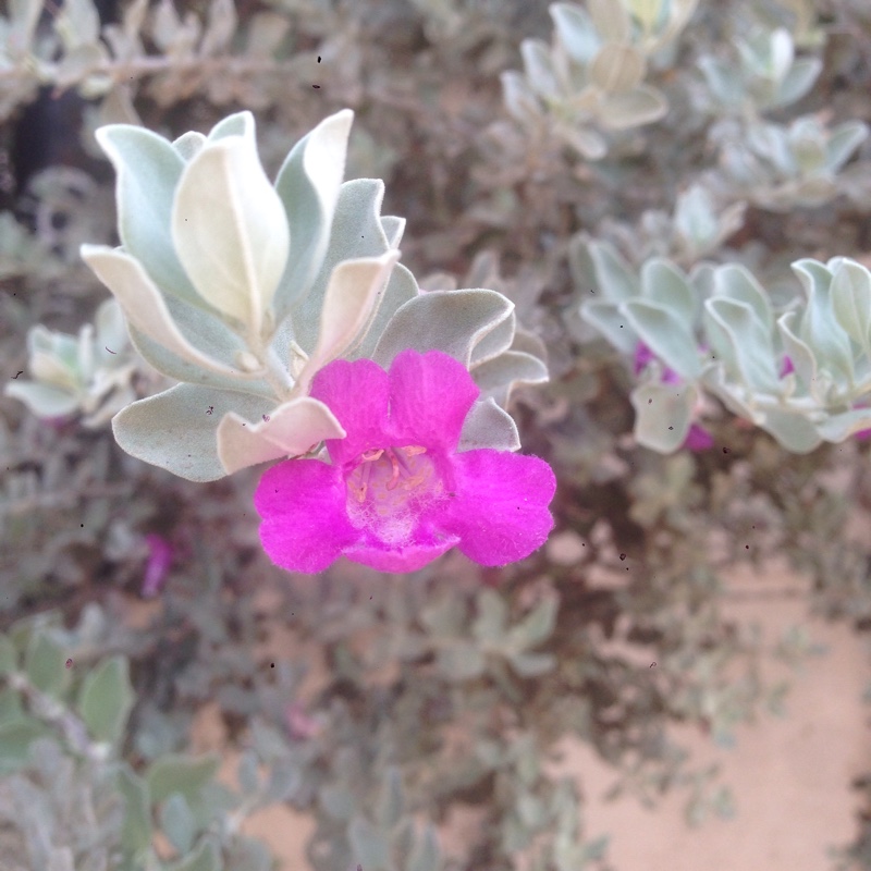 Texas Sage in the GardenTags plant encyclopedia