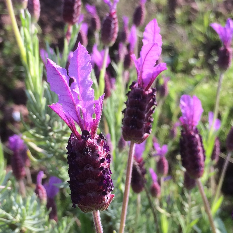 Lavender (Species) Papillon Lavender in the GardenTags plant encyclopedia