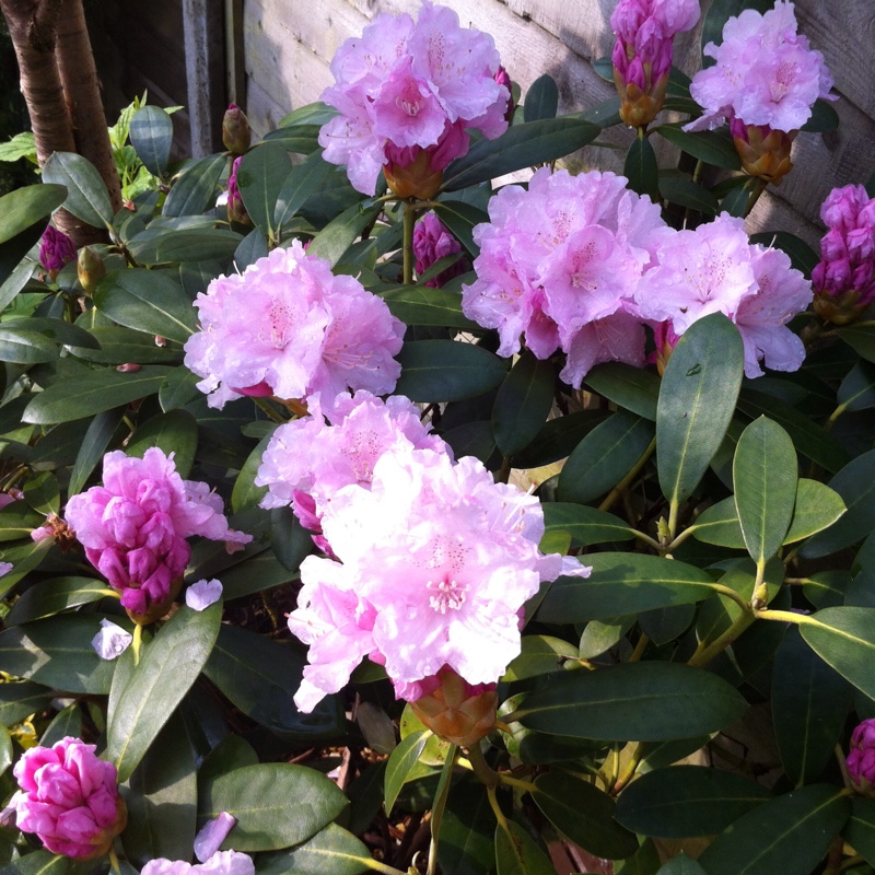 Rhododendron Yakushimanum 'Schneekrone', Rhododendron 'Schneekrone' in ...