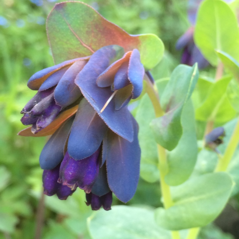 Greater Honeywort Purpurescens in the GardenTags plant encyclopedia