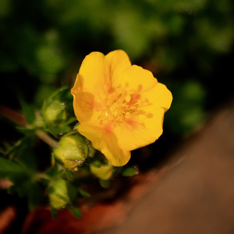 Potentilla Nana in the GardenTags plant encyclopedia